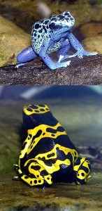 330px-Blue-poison.dart.frog.and.Yellow-banded.dart.frog.arp